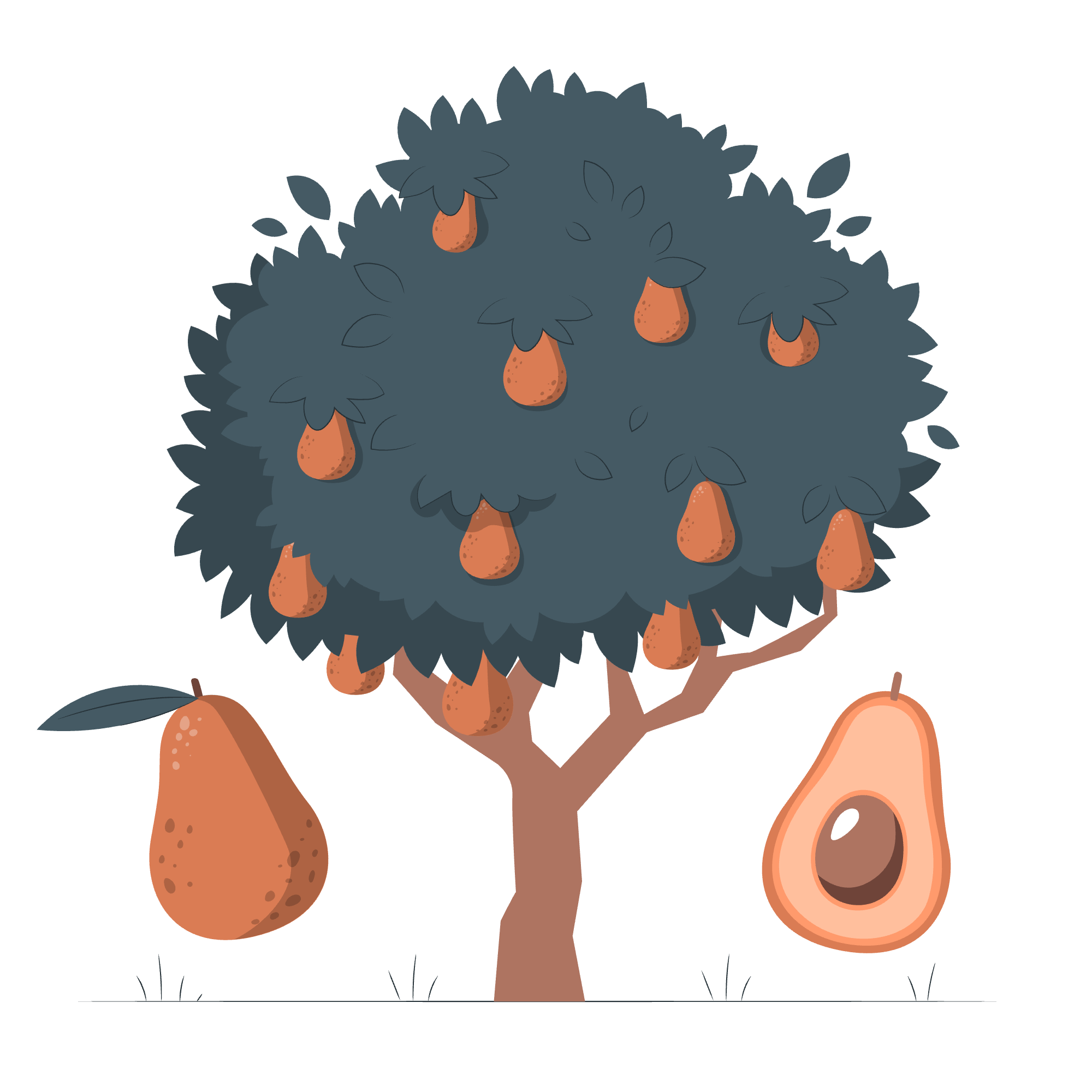 An illustration of a beautiful avocado tree.